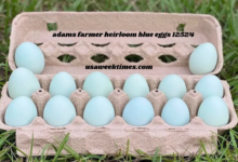 adams farmer heirloom blue eggs 12524